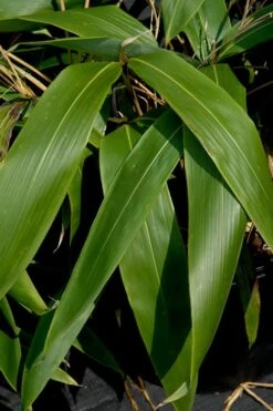 Giant Leaf Bamboo - Indocalamus Tessellatus - 3 Gallon Pot 12 Giant Leaf Bamboo - Indocalamus Tessellatus - 3 Gallon Pot -Garden Plant Seeds Bamboo Giant Leaf 55