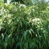 Giant Leaf Bamboo - Indocalamus Tessellatus - 3 Gallon Pot -Garden Plant Seeds Bamboo Giant Leaf Rev 500x750 1