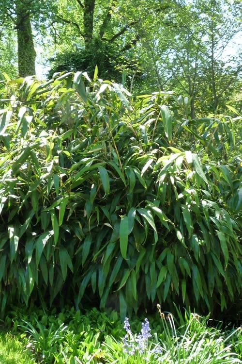 Giant Leaf Bamboo - Indocalamus Tessellatus - 3 Gallon Pot 3 Giant Leaf Bamboo - Indocalamus Tessellatus - 3 Gallon Pot