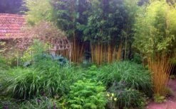 Gold Vivax Giant Timber Bamboo (Green Stripe Bamboo) - Phyllostachys Vivax 'Aureocaulis' - 3 Gallon Pot (4-6') 12 Gold Vivax Giant Timber Bamboo (Green Stripe Bamboo) - Phyllostachys Vivax 'Aureocaulis' - 3 Gallon Pot (4-6') -Garden Plant Seeds Bamboo Gold Vivax 6 1