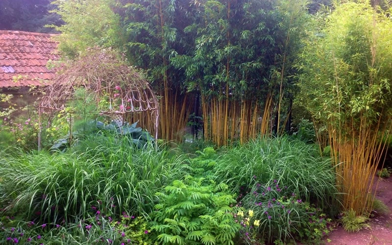 Gold Vivax Giant Timber Bamboo (Green Stripe Bamboo) - Phyllostachys Vivax 'Aureocaulis' - 3 Gallon Pot (4-6') 7 Gold Vivax Giant Timber Bamboo (Green Stripe Bamboo) - Phyllostachys Vivax 'Aureocaulis' - 3 Gallon Pot (4-6') - Image 5