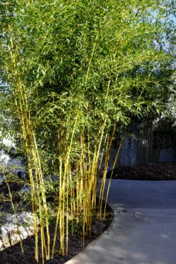Golden Fishpole Bamboo - Phyllostachys Aurea - 3 Gallon Pot (4-6') -Garden Plant Seeds Bamboo Golden 11