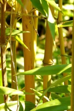 Golden Fishpole Bamboo - Phyllostachys Aurea - 3 Gallon Pot (4-6') -Garden Plant Seeds Bamboo Golden 13