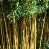 Golden Fishpole Bamboo - Phyllostachys Aurea - 3 Gallon Pot (4-6') -Garden Plant Seeds Bamboo Golden 14