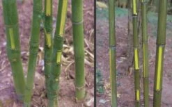 Flavescens Inversa Bamboo (Phyllostachys Aurea) - 3 Gallon Pot (4-6') -Garden Plant Seeds Bamboo Golden Fish Pole 2 1