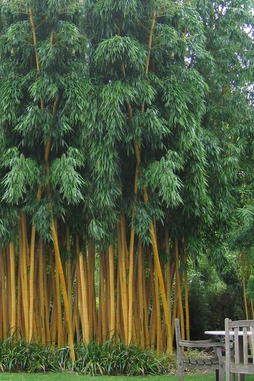 Gold Vivax Giant Timber Bamboo (Green Stripe Bamboo) - Phyllostachys Vivax 'Aureocaulis' - 3 Gallon Pot (4-6') 3 Gold Vivax Giant Timber Bamboo (Green Stripe Bamboo) - Phyllostachys Vivax 'Aureocaulis' - 3 Gallon Pot (4-6')