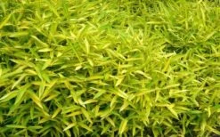 Dwarf Green Stripe Bamboo (Pleioblastus Viridistriatus) - 1 Gallon Pot -Garden Plant Seeds Bamboo Green Stripe 11 1