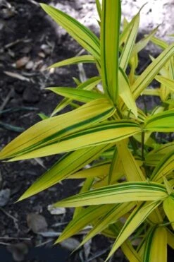 Dwarf Green Stripe Bamboo (Pleioblastus Viridistriatus) - 1 Gallon Pot -Garden Plant Seeds Bamboo Green Stripe 12 1