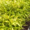 Dwarf Green Stripe Bamboo (Pleioblastus Viridistriatus) - 1 Gallon Pot -Garden Plant Seeds Bamboo Green Stripe 8 1