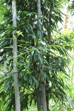 Henon Giant Gray Bamboo - Phyllostachys Nigra 'Henon' - 3 Gallon Pot (3-4') -Garden Plant Seeds Bamboo Henon 11 1