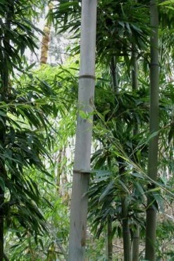 Henon Giant Gray Bamboo - Phyllostachys Nigra 'Henon' - 3 Gallon Pot (3-4') -Garden Plant Seeds Bamboo Henon 12 1