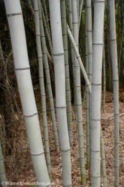 Henon Giant Gray Bamboo - Phyllostachys Nigra 'Henon' - 3 Gallon Pot (3-4') -Garden Plant Seeds Bamboo Henon 15 1