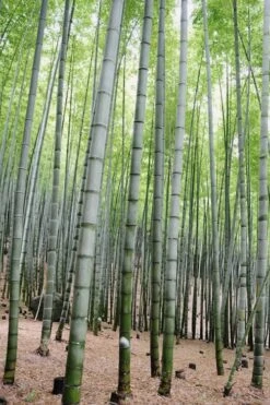 Henon Giant Gray Bamboo - Phyllostachys Nigra 'Henon' - 3 Gallon Pot (3-4') -Garden Plant Seeds Bamboo Henon 16 1