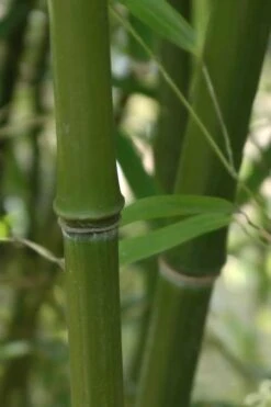 Humilis Hedge Bamboo - Phyllostachys Humilis - 3 Gallon Pot -Garden Plant Seeds Bamboo Humilis 5