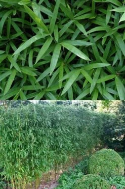 Humilis Hedge Bamboo - Phyllostachys Humilis - 3 Gallon Pot -Garden Plant Seeds Bamboo Humilis 500x750 1