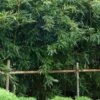 Humilis Hedge Bamboo - Phyllostachys Humilis - 3 Gallon Pot -Garden Plant Seeds Bamboo Humilis 8