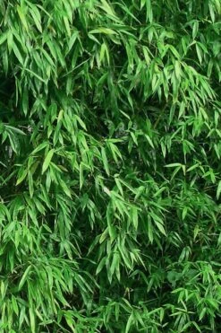 Humilis Hedge Bamboo - Phyllostachys Humilis - 3 Gallon Pot -Garden Plant Seeds Bamboo Humilis 9