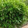 Latifolius Broadleaf Bamboo - Indocalamus Latifolius - 3 Gallon Pot 2 Latifolius Broadleaf Bamboo - Indocalamus Latifolius - 3 Gallon Pot -Garden Plant Seeds Bamboo Indocalimus Latifolius