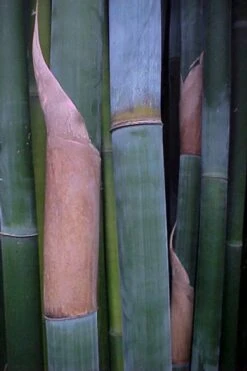 Giant Weavers Royal Bamboo (Wong Chuk) - Bambusa Textilis 'Kanapaha' - 3 Gallon Pot -Garden Plant Seeds Bamboo Kanapaha 13