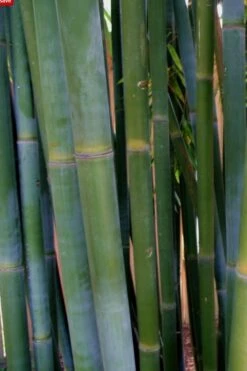Giant Weavers Royal Bamboo (Wong Chuk) - Bambusa Textilis 'Kanapaha' - 3 Gallon Pot -Garden Plant Seeds Bamboo Kanapaha 16