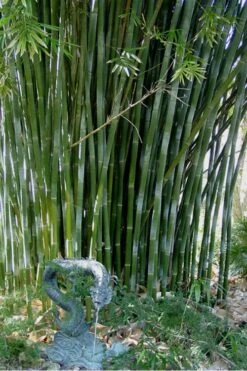 Giant Weavers Royal Bamboo (Wong Chuk) - Bambusa Textilis 'Kanapaha' - 3 Gallon Pot -Garden Plant Seeds Bamboo Kanapaha 18
