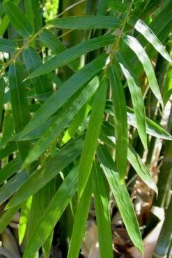 Giant Weavers Royal Bamboo (Wong Chuk) - Bambusa Textilis 'Kanapaha' - 3 Gallon Pot -Garden Plant Seeds Bamboo Kanapaha 20
