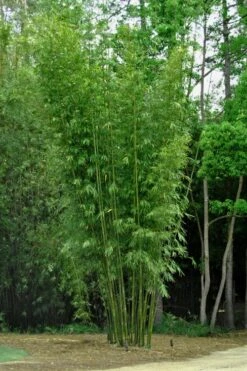 Giant Weavers Royal Bamboo (Wong Chuk) - Bambusa Textilis 'Kanapaha' - 3 Gallon Pot -Garden Plant Seeds Bamboo Kanapaha 6