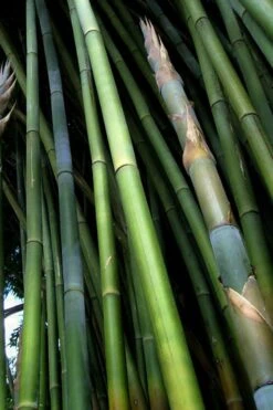 Giant Weavers Royal Bamboo (Wong Chuk) - Bambusa Textilis 'Kanapaha' - 3 Gallon Pot -Garden Plant Seeds Bamboo Kanapaha 8