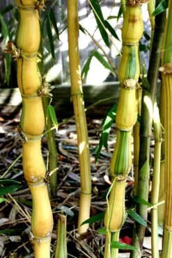 Yellow Buddha Belly Bamboo - Bambusa Ventricosa 'Kimmei' - 3 Gallon Pot 14 Yellow Buddha Belly Bamboo - Bambusa Ventricosa 'Kimmei' - 3 Gallon Pot -Garden Plant Seeds Bamboo Kimmei 2