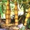 Yellow Buddha Belly Bamboo - Bambusa Ventricosa 'Kimmei' - 3 Gallon Pot 1 Yellow Buddha Belly Bamboo - Bambusa Ventricosa 'Kimmei' - 3 Gallon Pot -Garden Plant Seeds Bamboo Kimmei 4