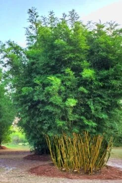 Yellow Buddha Belly Bamboo - Bambusa Ventricosa 'Kimmei' - 3 Gallon Pot 12 Yellow Buddha Belly Bamboo - Bambusa Ventricosa 'Kimmei' - 3 Gallon Pot -Garden Plant Seeds Bamboo Kimmei 5