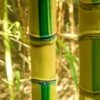 Koi Golden Bamboo (Phyllostachys Aurea 'Koi') - 3 Gallon Pot (2-4') -Garden Plant Seeds Bamboo Koi Golden 20 1