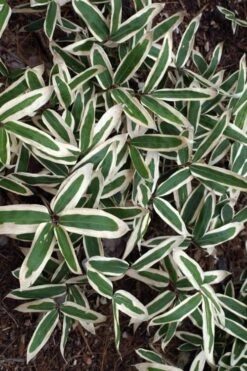 Kuma Zasa Dwarf Bamboo - Sasa Veitchii 'Kuma-Zasa' - 1 Gallon Pot -Garden Plant Seeds Bamboo Kuma Zasa 10 1