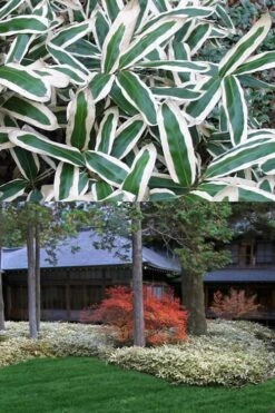 Kuma Zasa Dwarf Bamboo (Sasa Veitchii 'Kuma-Zasa') - 3 Gallon Pot -Garden Plant Seeds Bamboo Kuma Zasa 13