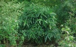Latifolius Broadleaf Bamboo - Indocalamus Latifolius - 3 Gallon Pot -Garden Plant Seeds Bamboo Latifolius 2