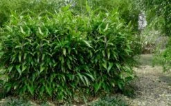 Latifolius Broadleaf Bamboo - Indocalamus Latifolius - 3 Gallon Pot -Garden Plant Seeds Bamboo Latifolius 3
