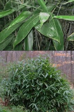 Latifolius Broadleaf Bamboo - Indocalamus Latifolius - 3 Gallon Pot -Garden Plant Seeds Bamboo Latifolius 500x750 1