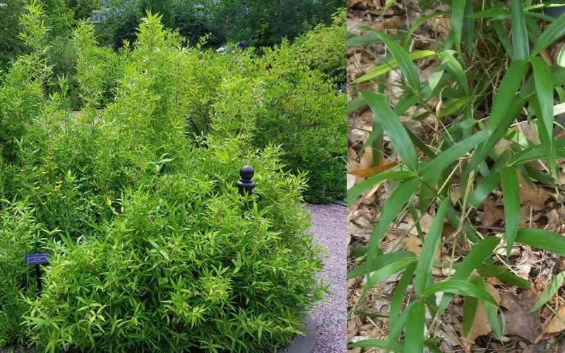 Macon Rivercane Bamboo - Arundinaria Gigantea 'Macon' - 3 Gallon Pot 6 Macon Rivercane Bamboo - Arundinaria Gigantea 'Macon' - 3 Gallon Pot - Image 4