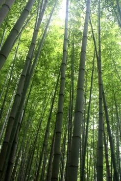 Madake Giant Japanese Timber Bamboo (Phyllostachys Bambusoides) - 3 Gallon Pot (4-6'+) 13 Madake Giant Japanese Timber Bamboo (Phyllostachys Bambusoides) - 3 Gallon Pot (4-6'+) -Garden Plant Seeds Bamboo Madake 10 2