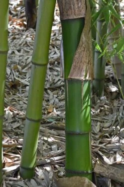 Madake Giant Japanese Timber Bamboo (Phyllostachys Bambusoides) - 2 Gallon Pot -Garden Plant Seeds Bamboo Madake 11