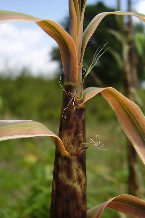 Madake Giant Japanese Timber Bamboo (Phyllostachys Bambusoides) - 3 Gallon Pot (4-6'+) 9 Madake Giant Japanese Timber Bamboo (Phyllostachys Bambusoides) - 3 Gallon Pot (4-6'+) - Image 7