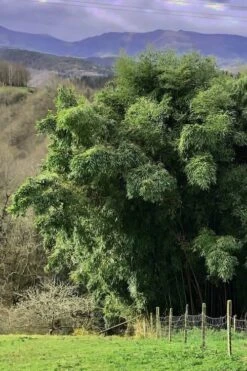 Madake Giant Japanese Timber Bamboo (Phyllostachys Bambusoides) - 3 Gallon Pot (2-4') -Garden Plant Seeds Bamboo Madake 14 1