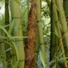 Madake Giant Japanese Timber Bamboo (Phyllostachys Bambusoides) - 2 Gallon Pot 2 Madake Giant Japanese Timber Bamboo (Phyllostachys Bambusoides) - 2 Gallon Pot -Garden Plant Seeds Bamboo Madake 19