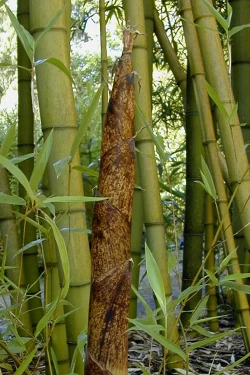 Madake Giant Japanese Timber Bamboo (Phyllostachys Bambusoides) - 3 Gallon Pot (4-6'+) 3 Madake Giant Japanese Timber Bamboo (Phyllostachys Bambusoides) - 3 Gallon Pot (4-6'+)