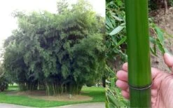 Madake Giant Japanese Timber Bamboo (Phyllostachys Bambusoides) - 3 Gallon Pot (4-6'+) 17 Madake Giant Japanese Timber Bamboo (Phyllostachys Bambusoides) - 3 Gallon Pot (4-6'+) -Garden Plant Seeds Bamboo Madake Giant Japanese Timber Bamboo 2
