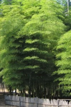 Moso Giant Bamboo (Phyllostachys Edulis 'Moso') - 3 Gallon Pot (2-4') -Garden Plant Seeds Bamboo Moso 10