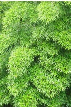 Moso Giant Bamboo (Phyllostachys Edulis 'Moso') - 3 Gallon Pot (2-4') -Garden Plant Seeds Bamboo Moso 11