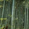 Moso Giant Bamboo (Phyllostachys Edulis 'Moso') - 3 Gallon Pot (2-4') 2 Moso Giant Bamboo (Phyllostachys Edulis 'Moso') - 3 Gallon Pot (2-4') -Garden Plant Seeds Bamboo Moso 22