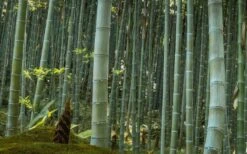 Moso Giant Bamboo (Phyllostachys Edulis 'Moso') - 3 Gallon Pot (2-4') -Garden Plant Seeds Bamboo Moso 24