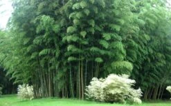 Moso Giant Bamboo (Phyllostachys Edulis 'Moso') - 3 Gallon Pot (2-4') -Garden Plant Seeds Bamboo Moso 3